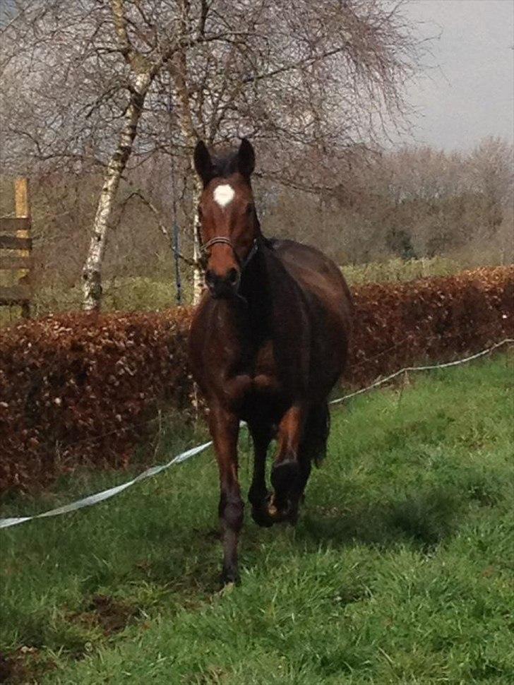 Dansk Varmblod Rusla Boesgaard - fra 23-04 2012 billede 2