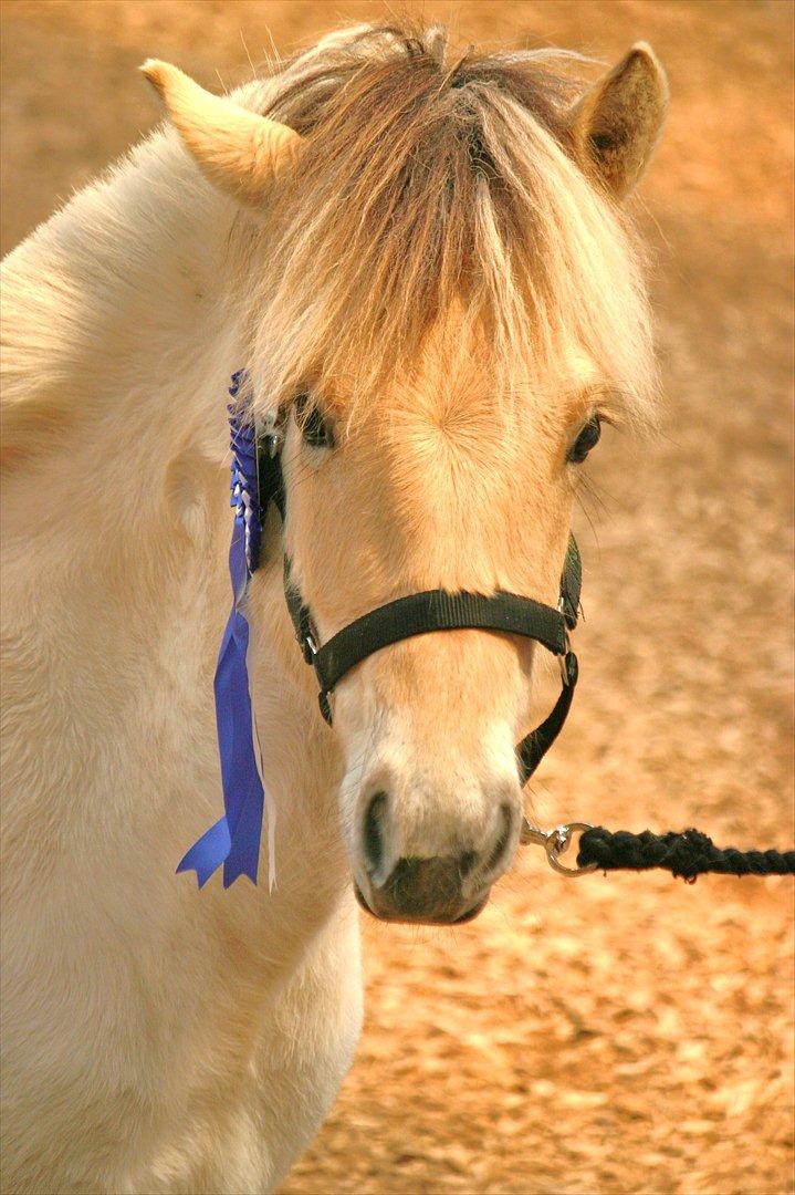 Fjordhest Bjergvangs Bella Eywa  - Smukke Bella med sin roset til plagekue på Åmosegård billede 1