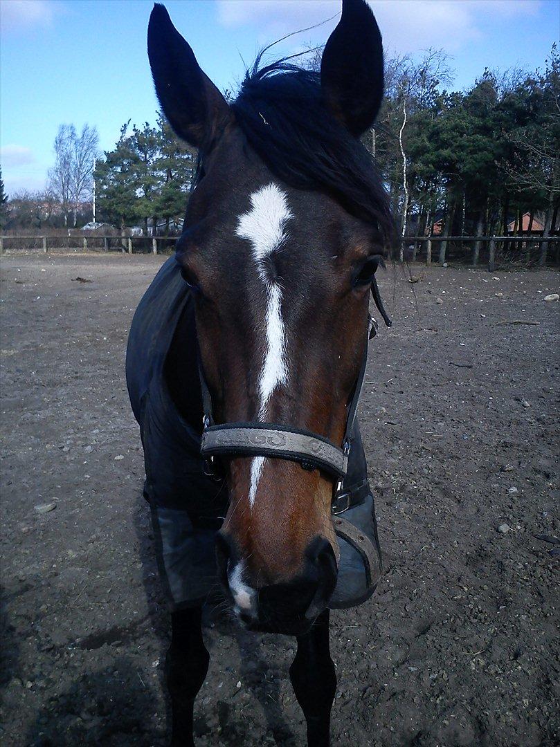 Anden særlig race Freja  billede 2