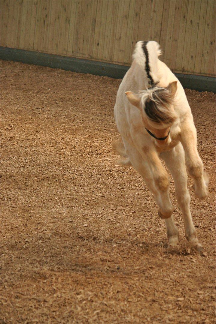 Fjordhest Bjergvangs Bella Eywa  - Bella til fremvisning (plageskue) Her 11 måneder gl. billede 2