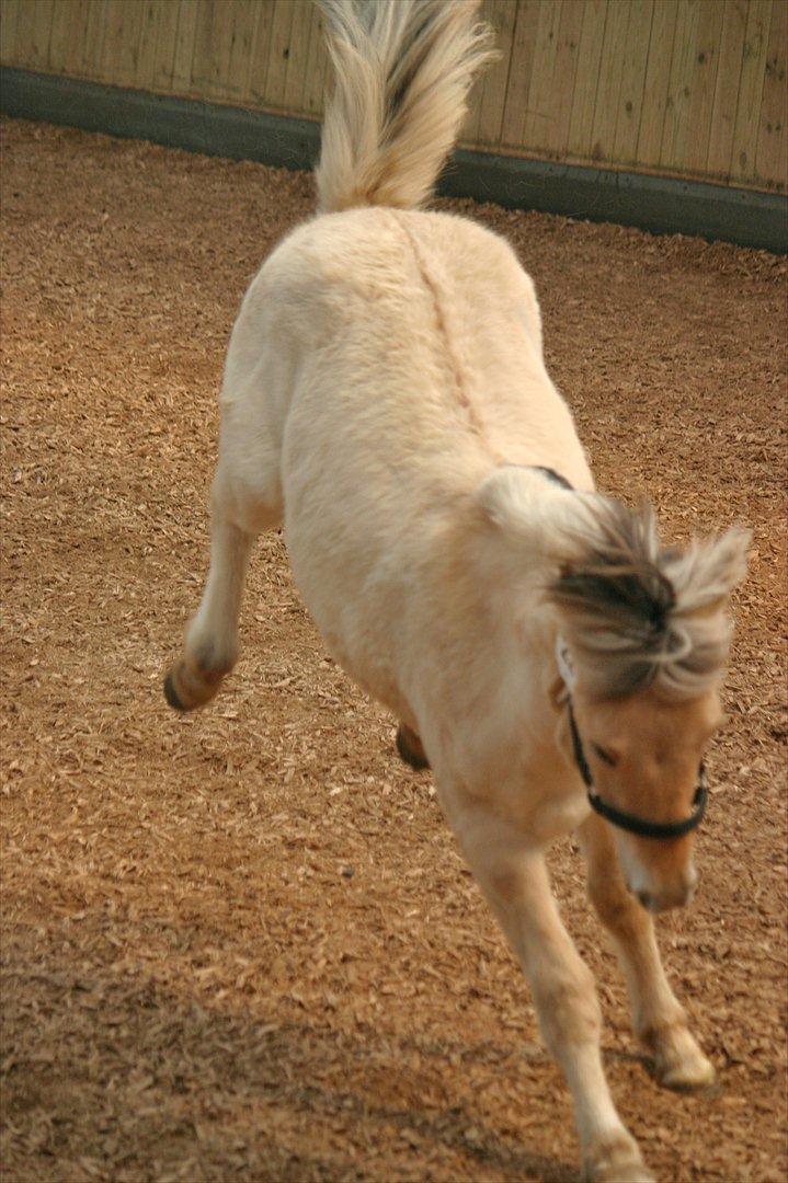 Fjordhest Bjergvangs Bella Eywa  - Bella løs i ridehuset til fremvisning (plageskue, Åmosegård) billede 4