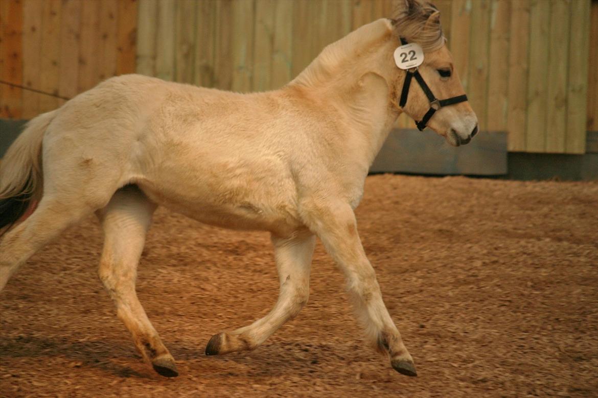 Fjordhest Bjergvangs Bella Eywa  billede 3