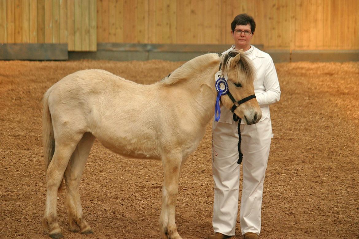 Fjordhest Bjergvangs Bella Eywa  billede 5