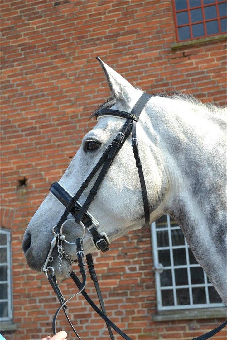 Holstener Chippo billede 1