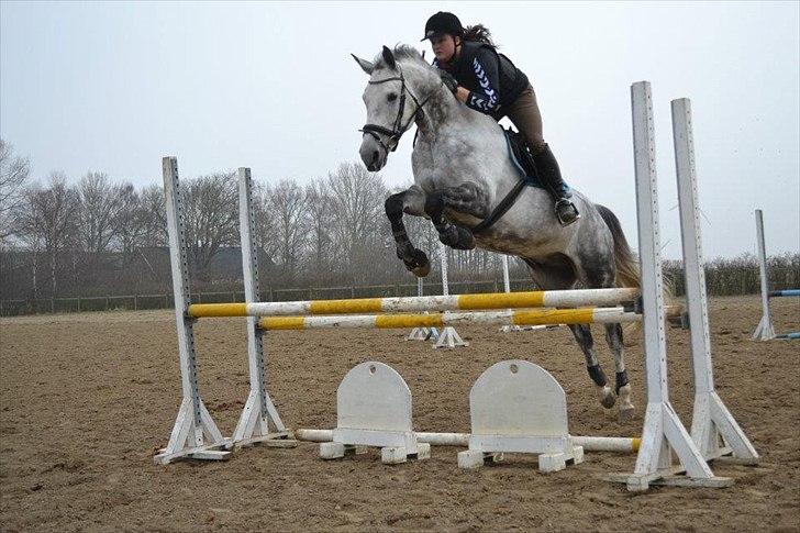 Holstener Chippo billede 2