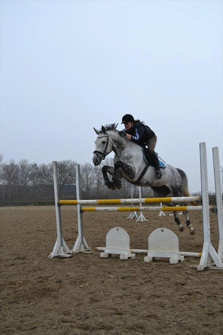 Holstener Chippo billede 3