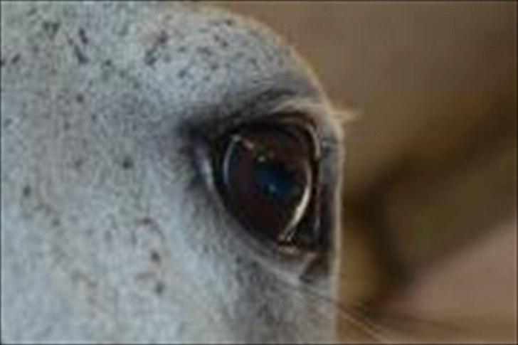 Holstener Chippo billede 4