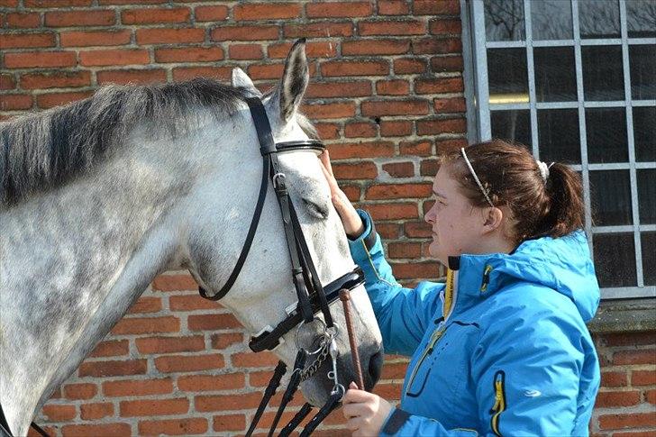 Holstener Chippo billede 5