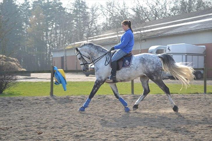 Holstener Chippo billede 6