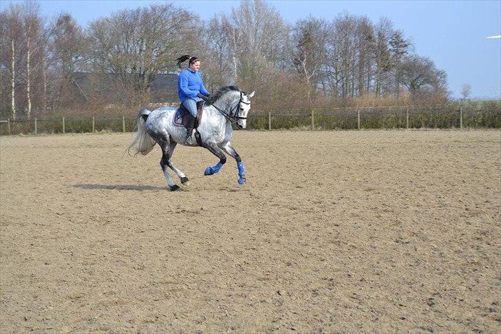 Holstener Chippo billede 7