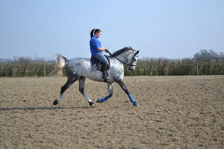 Holstener Chippo billede 8