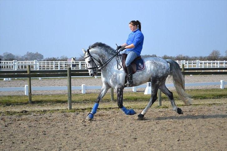 Holstener Chippo billede 9