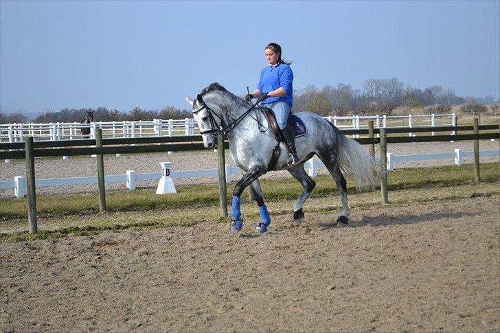 Holstener Chippo billede 10