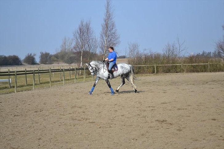 Holstener Chippo billede 11