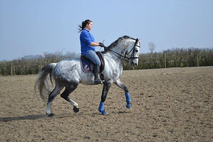 Holstener Chippo billede 12