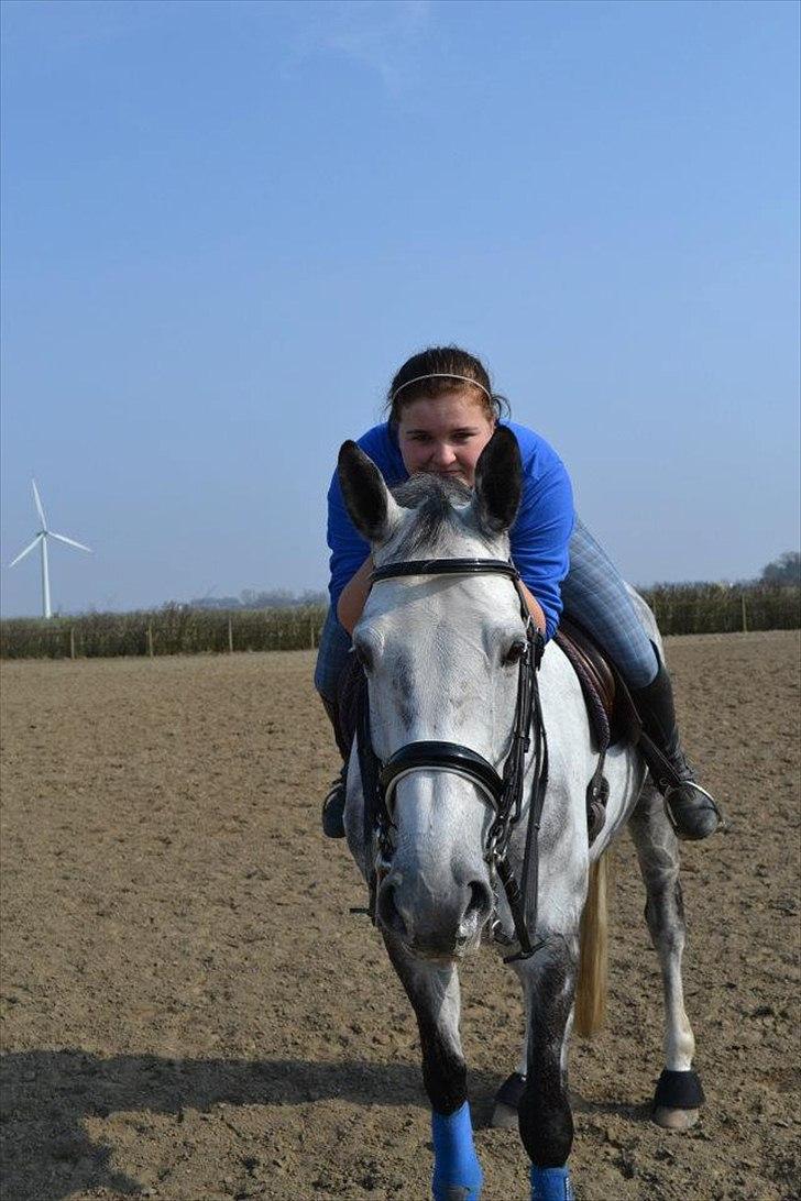 Holstener Chippo billede 13