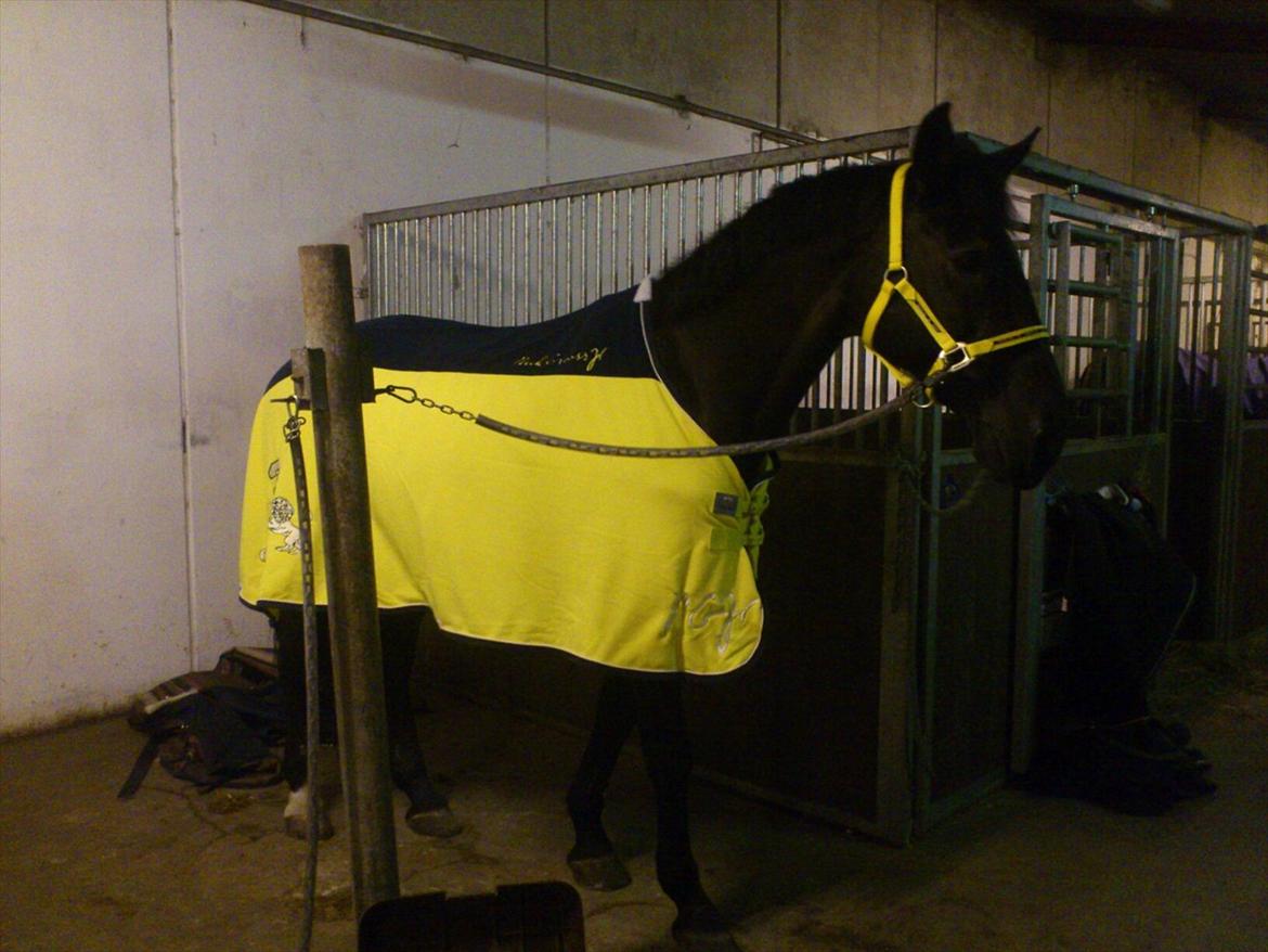 Anden særlig race Papin´s Laceour *R.I.P* billede 16