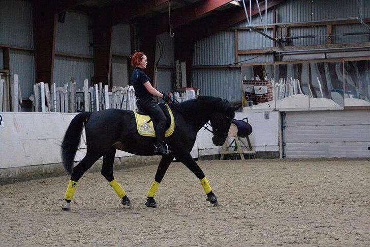 Anden særlig race Papin´s Laceour *R.I.P* billede 17