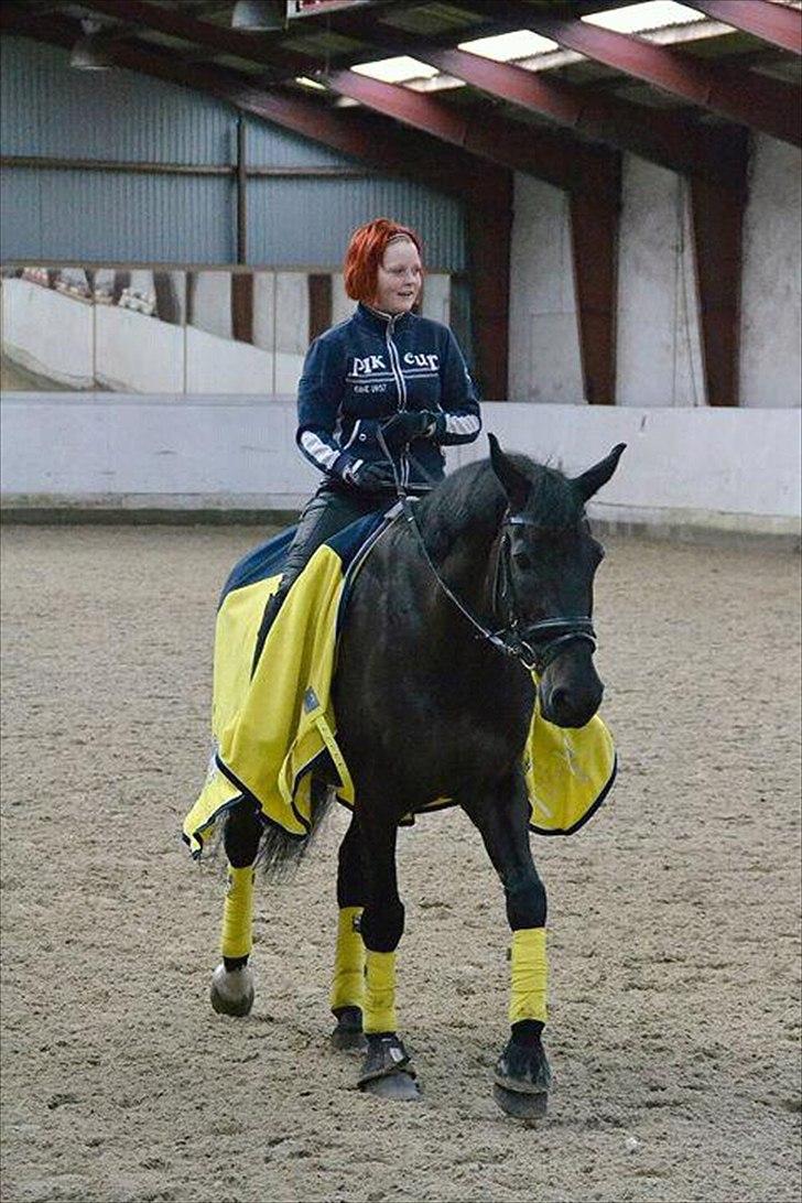 Anden særlig race Papin´s Laceour *R.I.P* billede 3