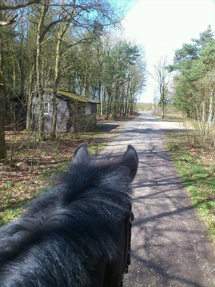 Anden særlig race Papin´s Laceour *R.I.P* billede 2