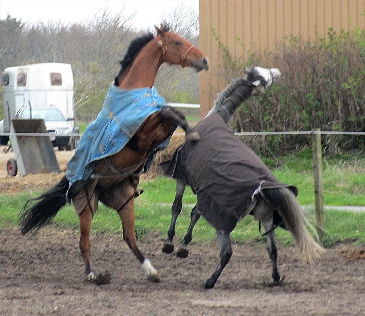Dansk Varmblod Futura Light - Føffe og Kaifu! billede 15