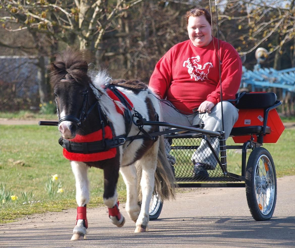 Shetlænder Nini. *Baby* - 18-4-2012.Dette billede har vundet en 8. plads hos Intershowhorse ud af 39. Med kommentaren: "Helt igennem vidunderligt billede. Sikke et dejligt og glædesfuldt billede". billede 11