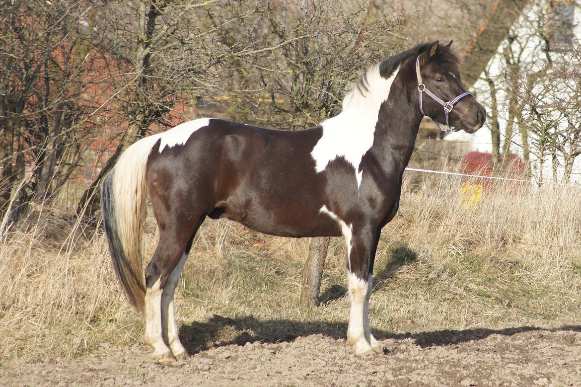 Pinto Lyvangs Jeopardy - Jeopardy på fold på Fjeldgårdsvej. Taget den 12.03.12 billede 4