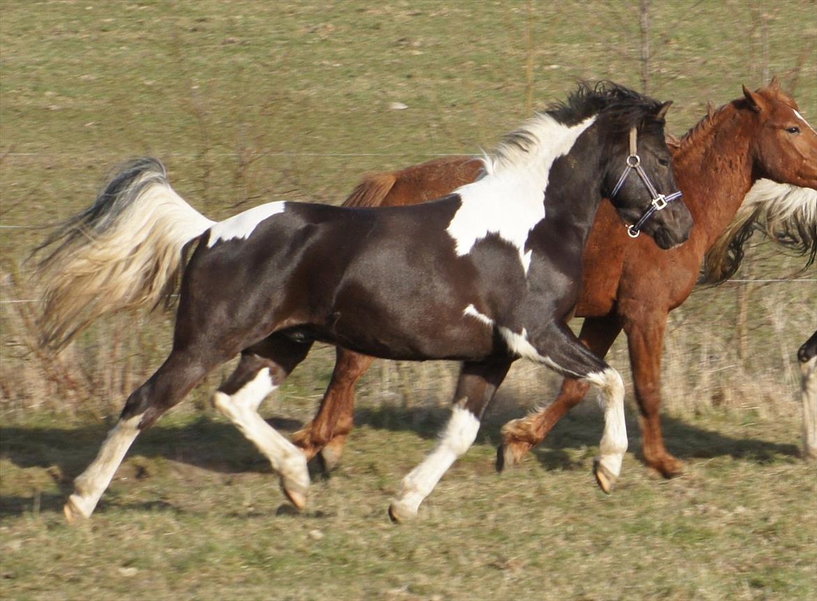 Pinto Lyvangs Jeopardy - Smukke pony, taget den 12.03.12 billede 18