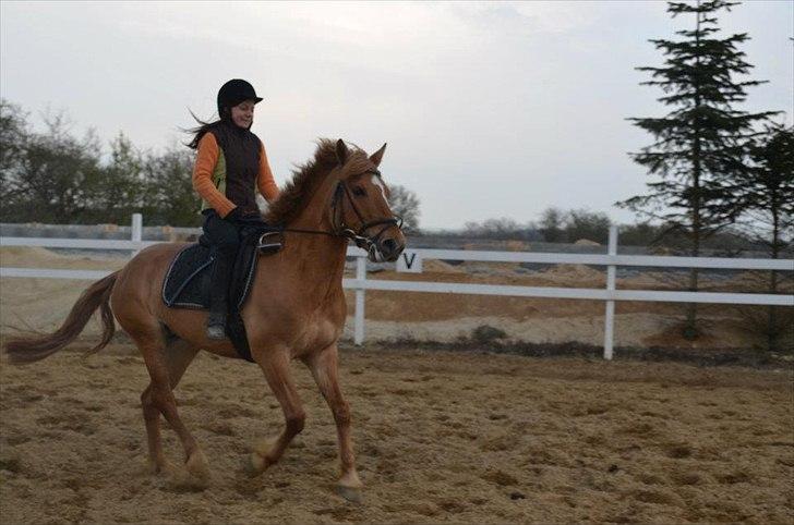 Anden særlig race Soffy. Tidligere part billede 1