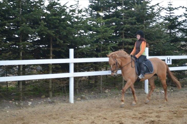 Anden særlig race Soffy. Tidligere part billede 2