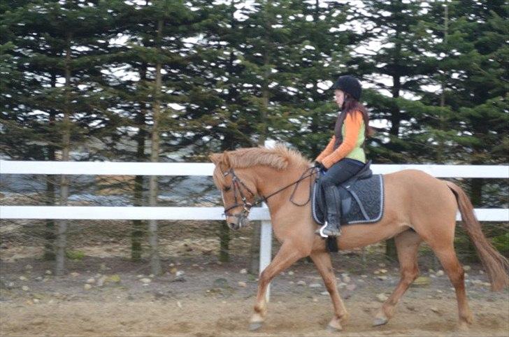 Anden særlig race Soffy. Tidligere part billede 4