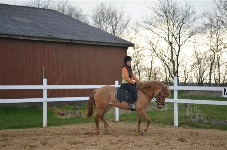 Anden særlig race Soffy. Tidligere part billede 5