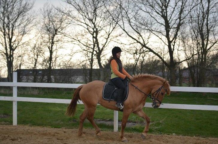 Anden særlig race Soffy. Tidligere part billede 6