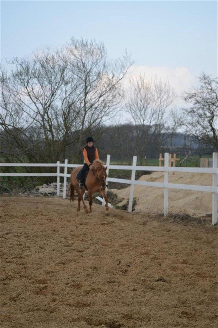 Anden særlig race Soffy. Tidligere part billede 7