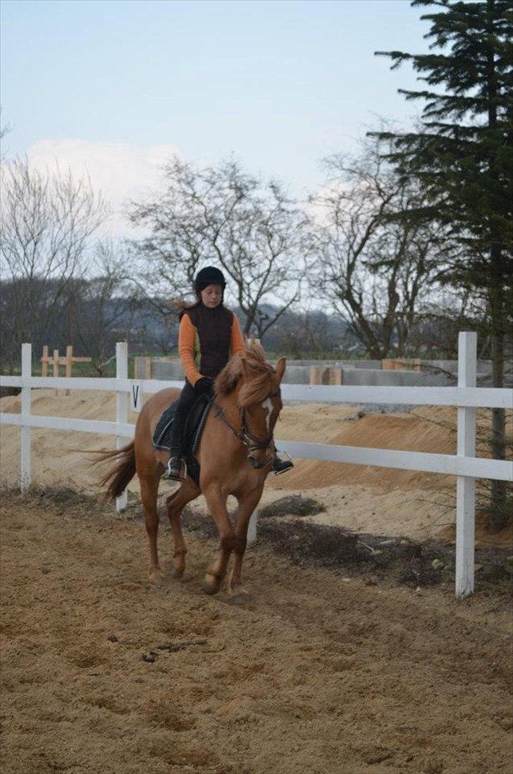 Anden særlig race Soffy. Tidligere part billede 8