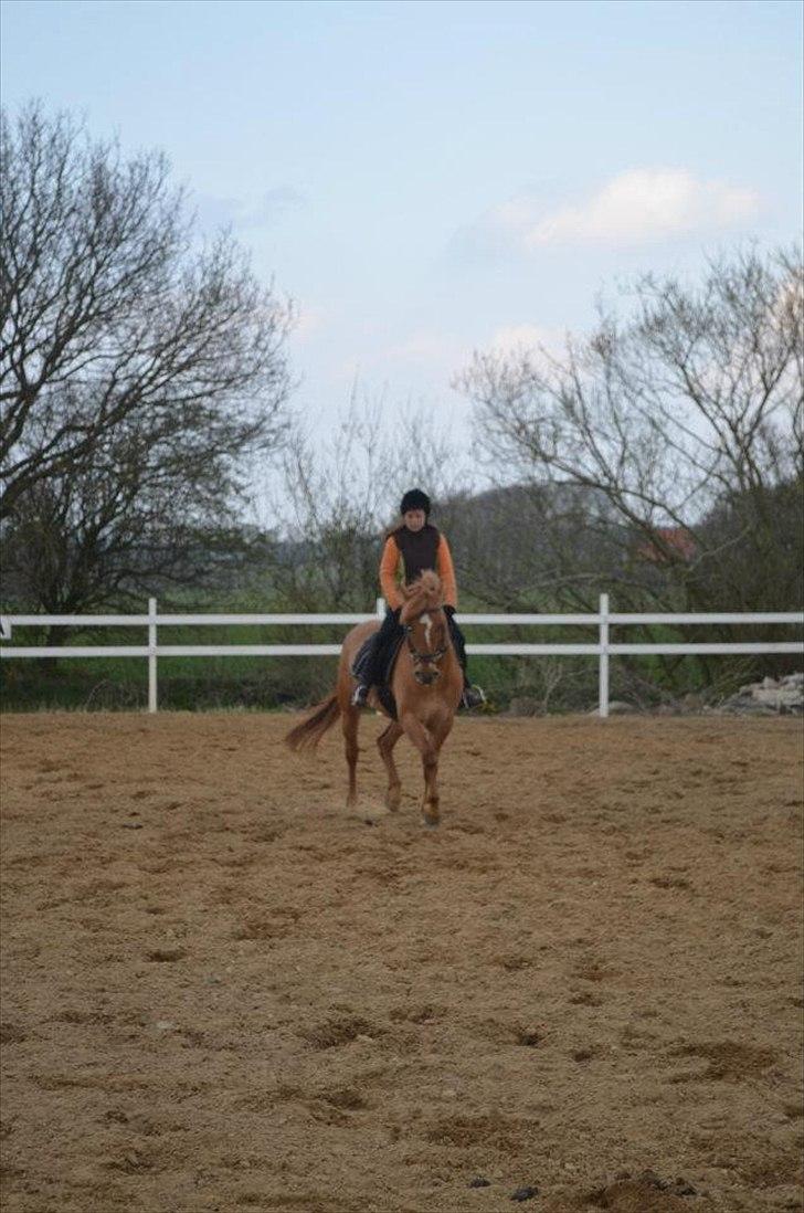 Anden særlig race Soffy. Tidligere part billede 9