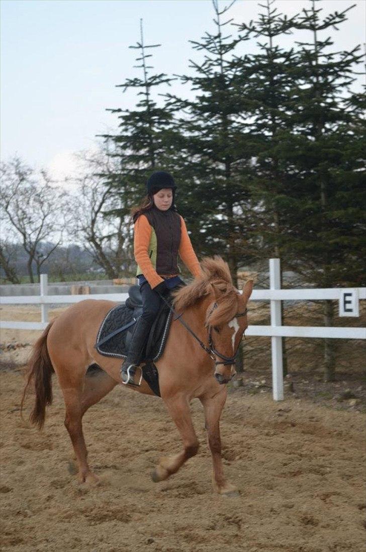 Anden særlig race Soffy. Tidligere part billede 10