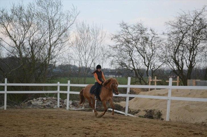 Anden særlig race Soffy. Tidligere part billede 11