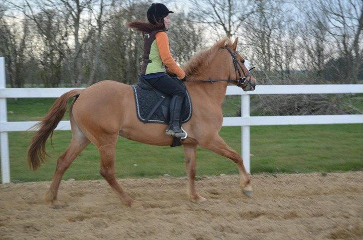 Anden særlig race Soffy. Tidligere part billede 12