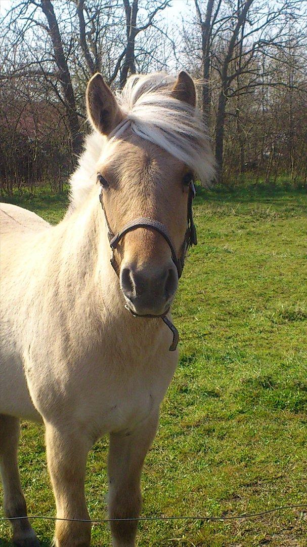 Fjordhest R.I.P sørups ischa - april 12 min elskede ischa billede 5