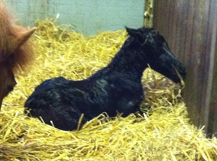 Anden særlig race Høgfeldt's Rapunsel<3 - lige født :D billede 3