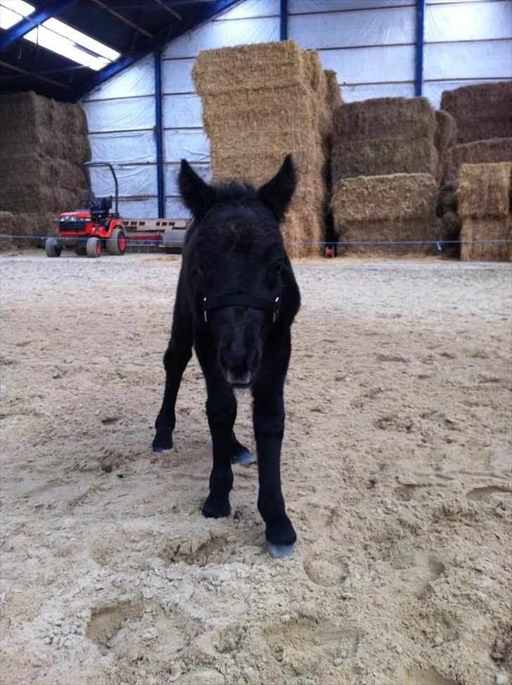 Anden særlig race Høgfeldt's Rapunsel<3 - ikke en dag gammel i nu :) billede 5