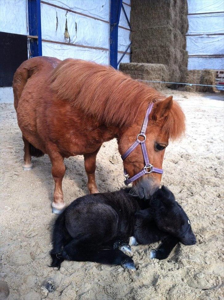 Anden særlig race Høgfeldt's Rapunsel<3 - mor og datter :) billede 6