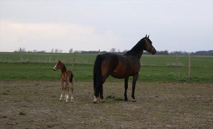 Welsh Partbred (Sec F) Skovsmindes Angelique (Angie) billede 25