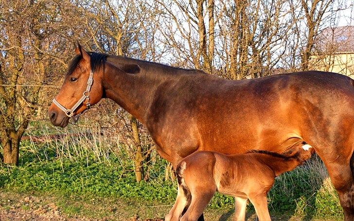 Welsh Partbred (Sec F) Skovsmindes Angelique (Angie) billede 26