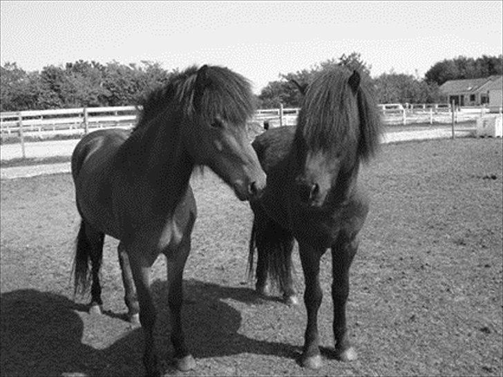 Islænder Katla frá Selfossi - Katla til venstre. Den fine hest til højre er Jupiter billede 1