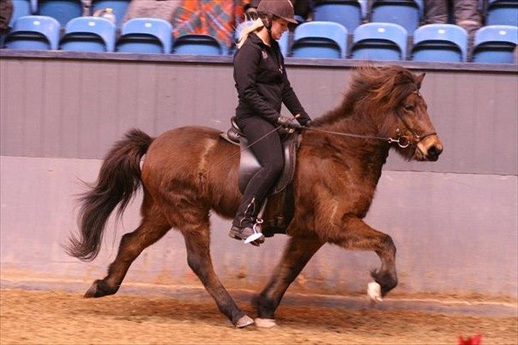 Islænder Katla frá Selfossi - Vinterstævne på Vilhelmsborg billede 4