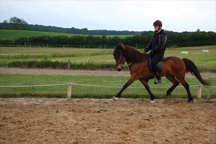 Islænder Katla frá Selfossi - Træning billede 5