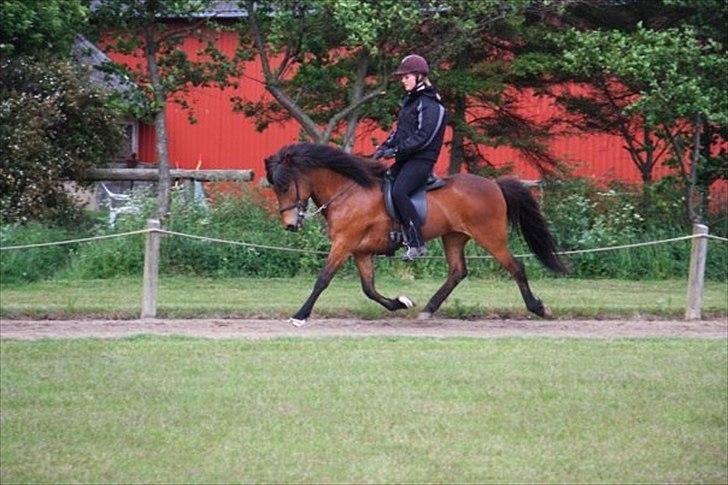 Islænder Katla frá Selfossi - Træning billede 7