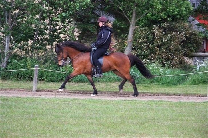 Islænder Katla frá Selfossi - Træning billede 8